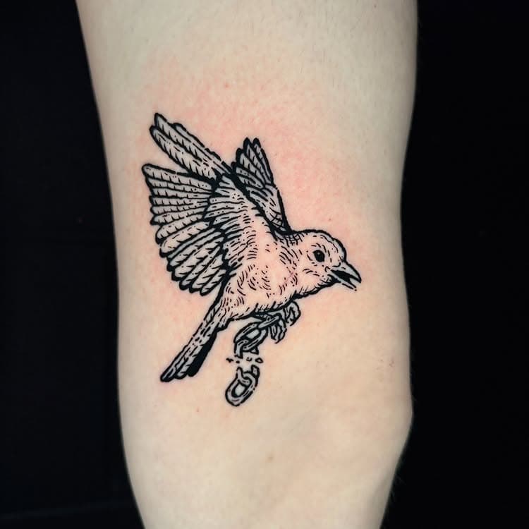 Fine-line flying songbird breaking chains in flight